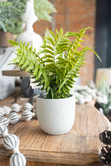 Fern In Cement Pot