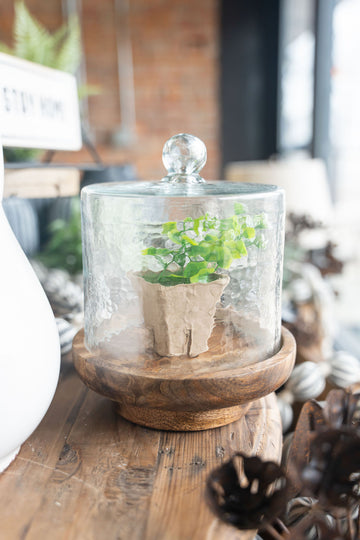 Glass Cloche With Wood Base