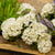 Geranium Spray