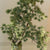 Ming Fern Spray