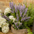 Sage Bunch
