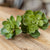 Faux Succulent Stems