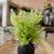Faux Rooted Fern