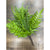Mixed Fern Bush